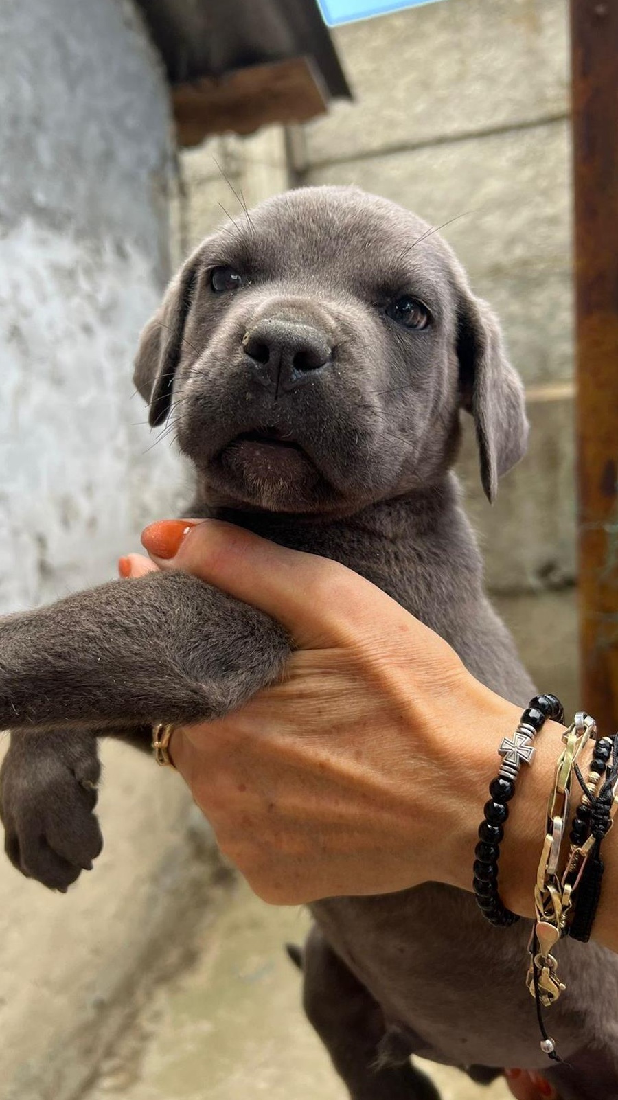 vand catel cane corso