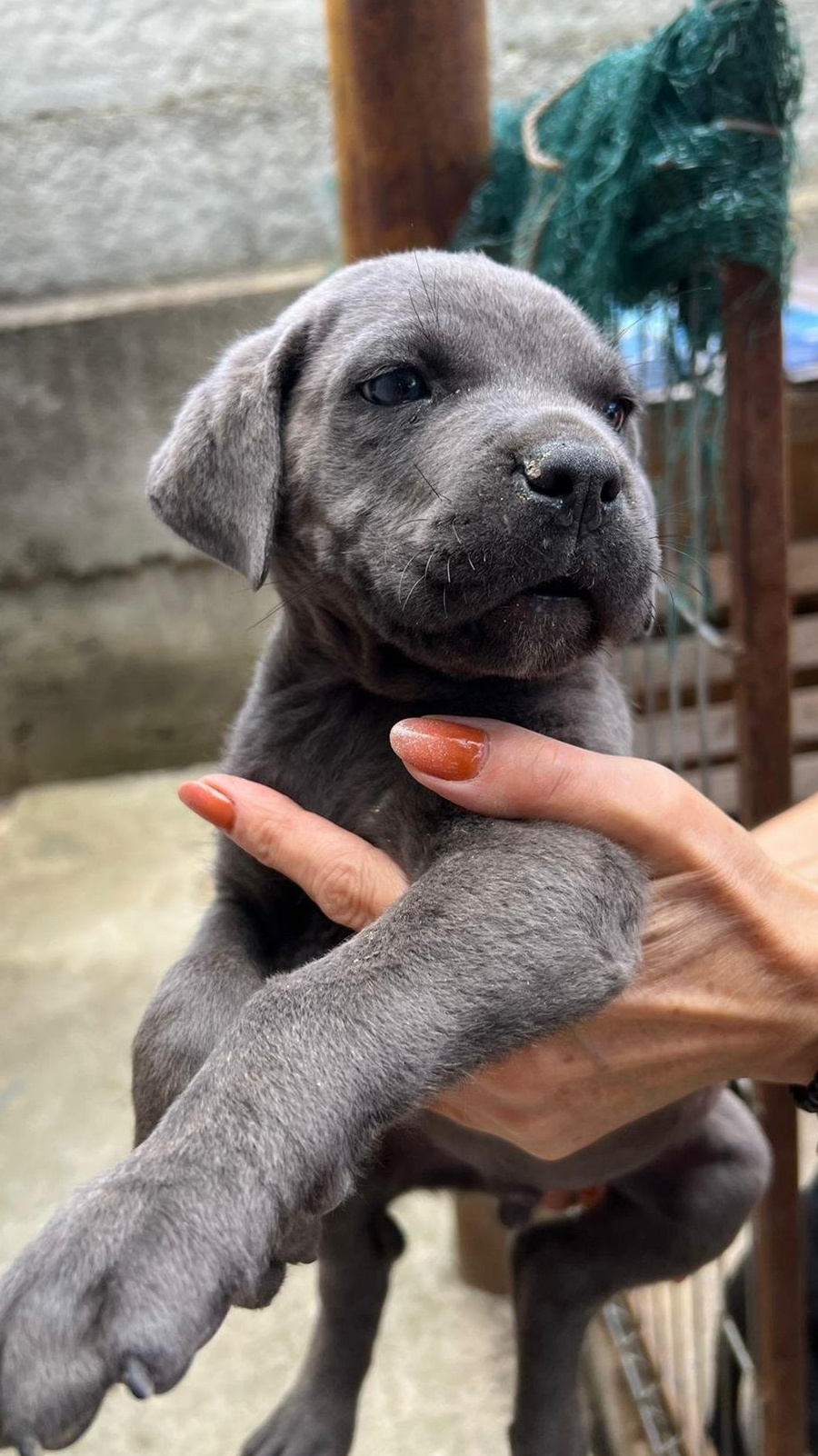 vand catel cane corso