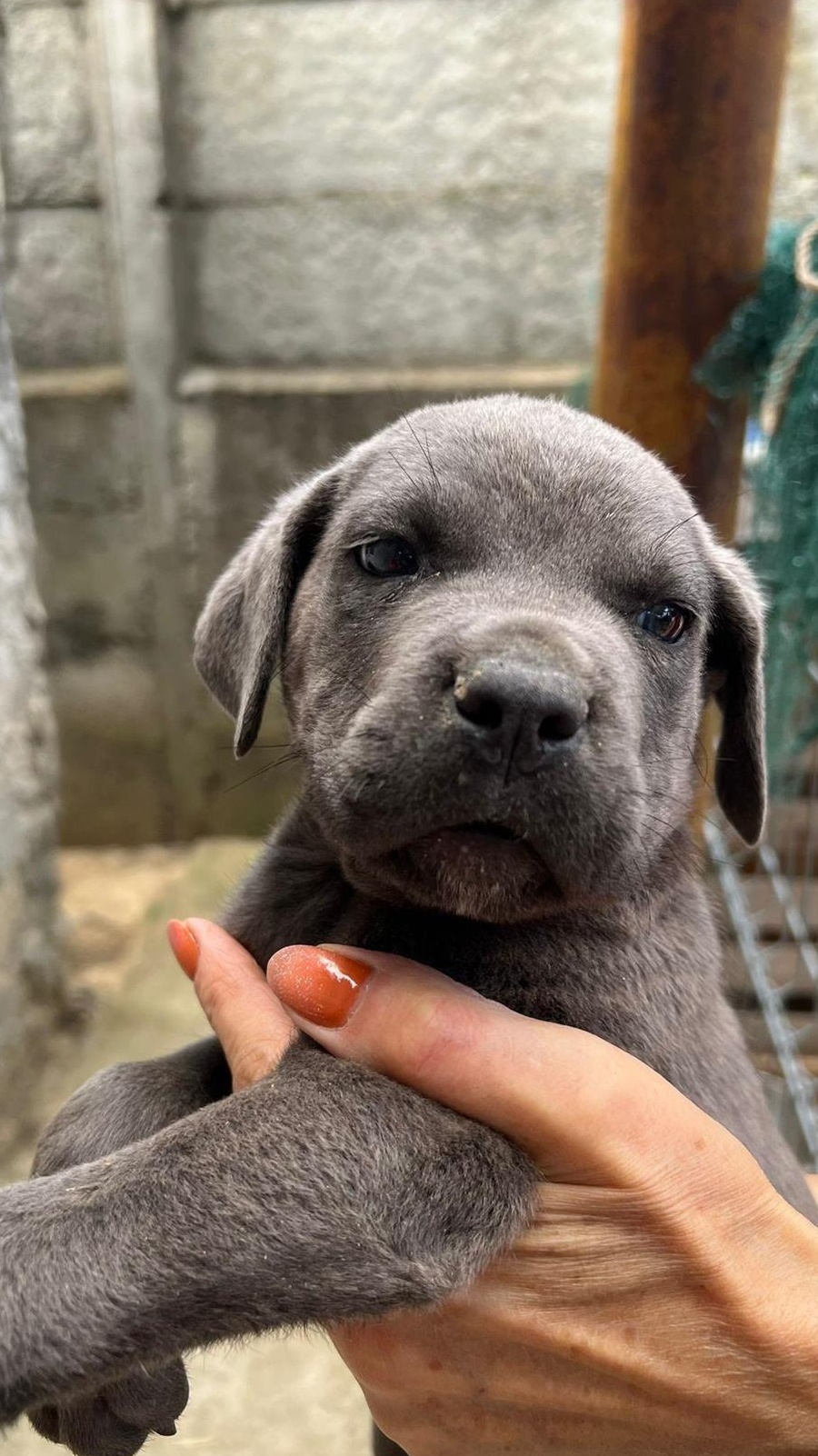 vand catel cane corso