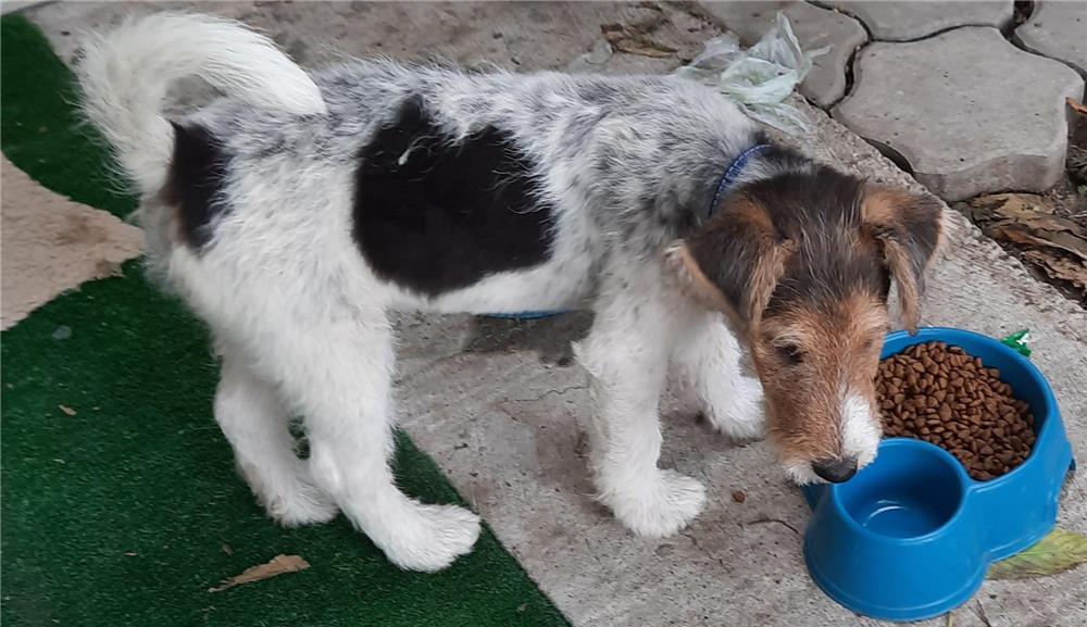 Vând cățel Fox Terrier