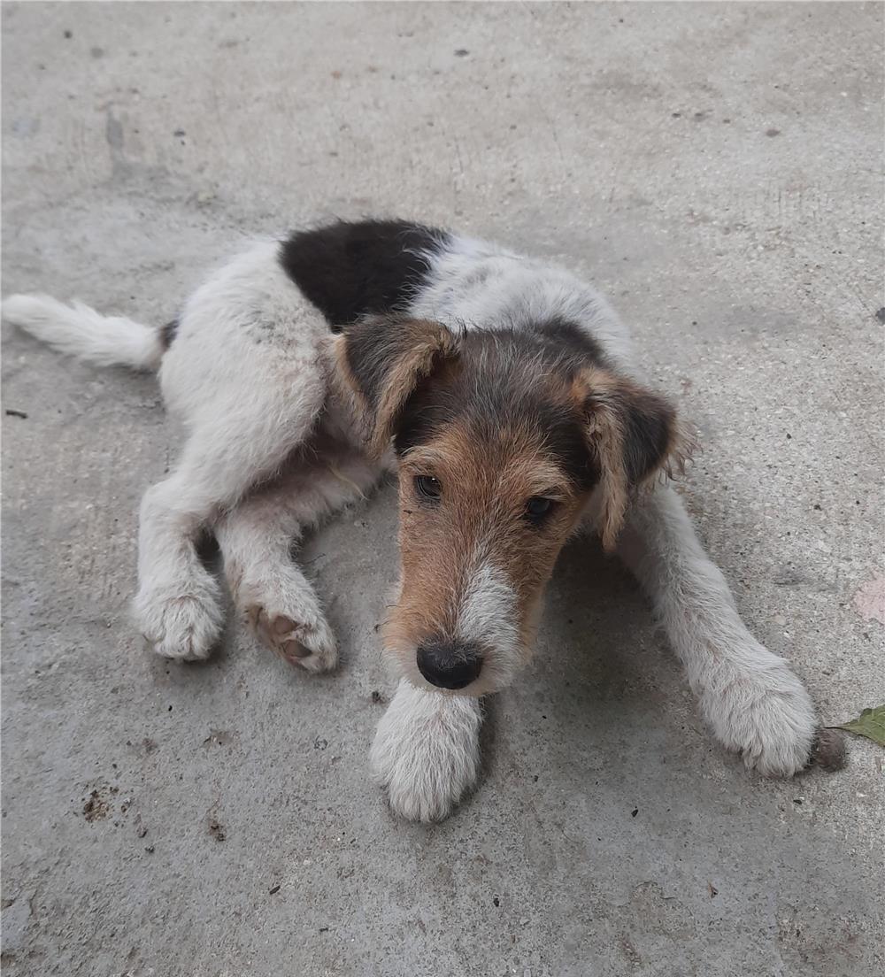 Vând cățel Fox Terrier