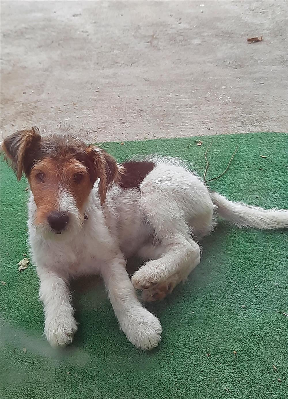 Vând cățel Fox Terrier
