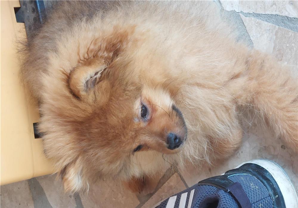 Vand cățel pomeranian