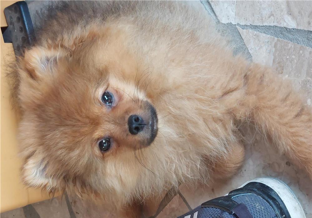Vand cățel pomeranian
