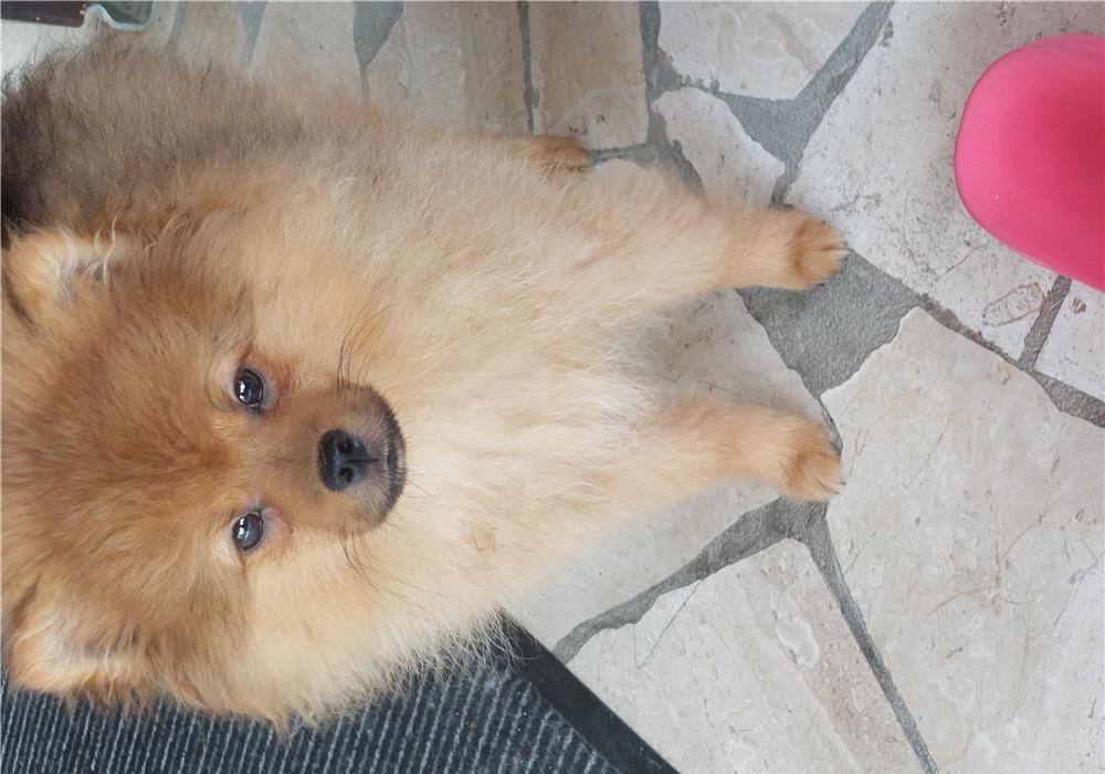 Vand cățel pomeranian