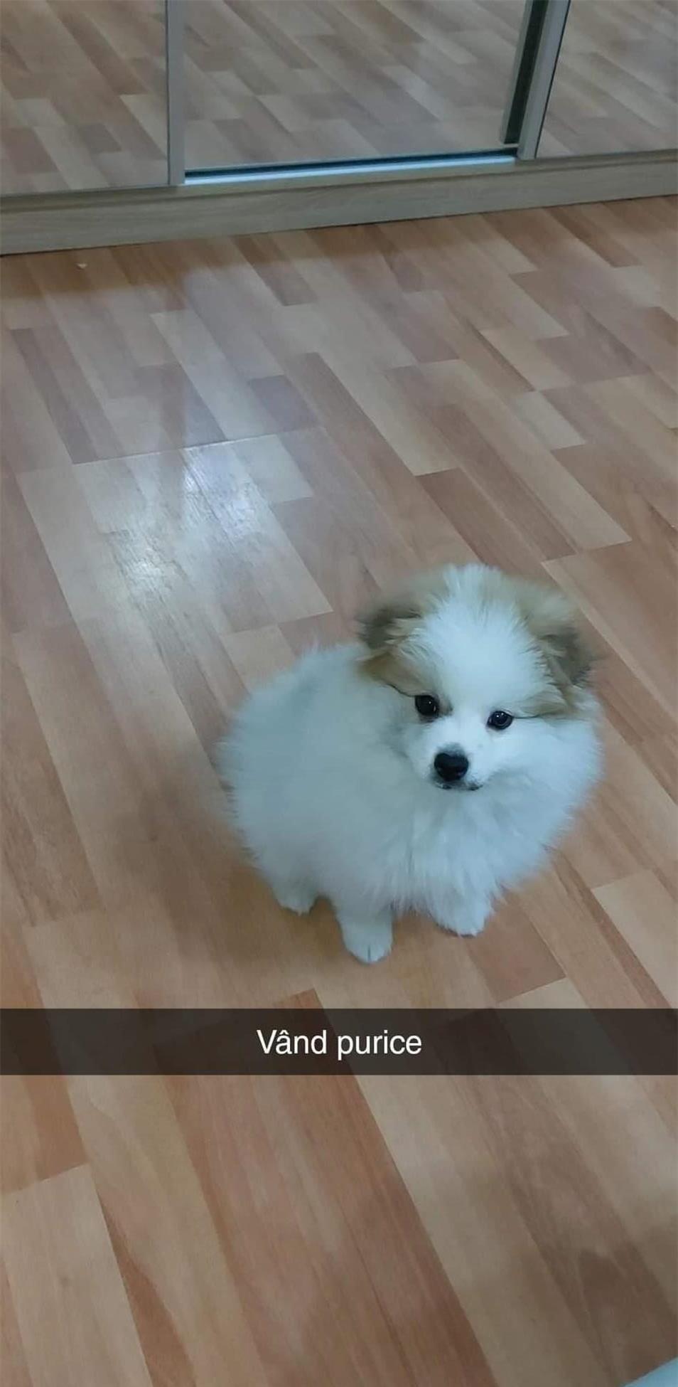 Vand catel pomerian varsta 2 luni jumate