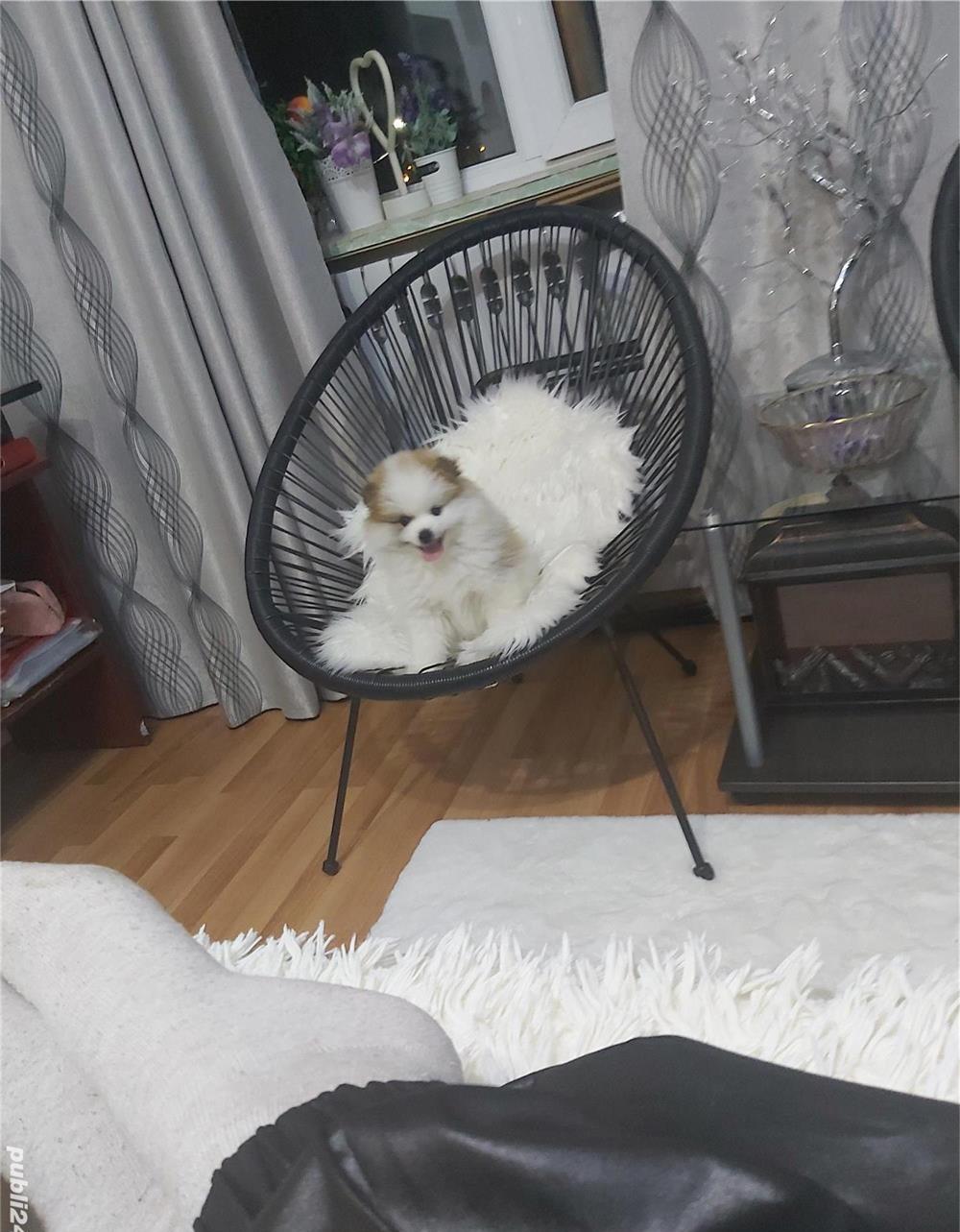 Vand catel pomerian varsta 2 luni jumate