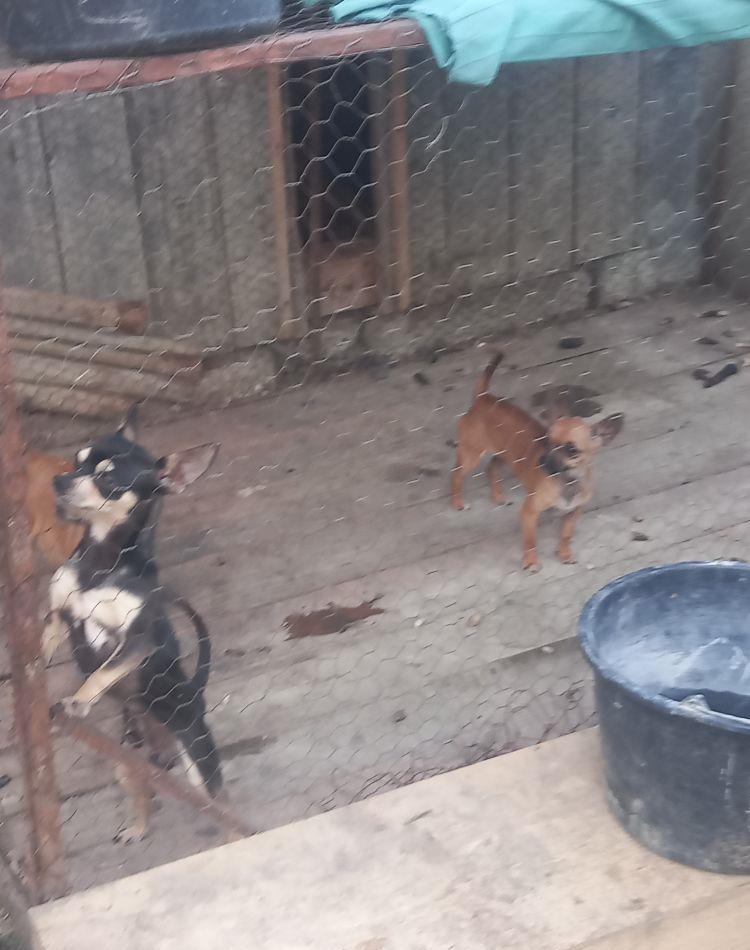 vând catelusa chihuahua