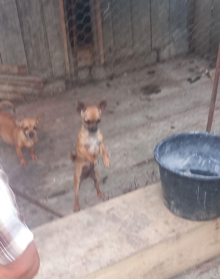 vând catelusa chihuahua