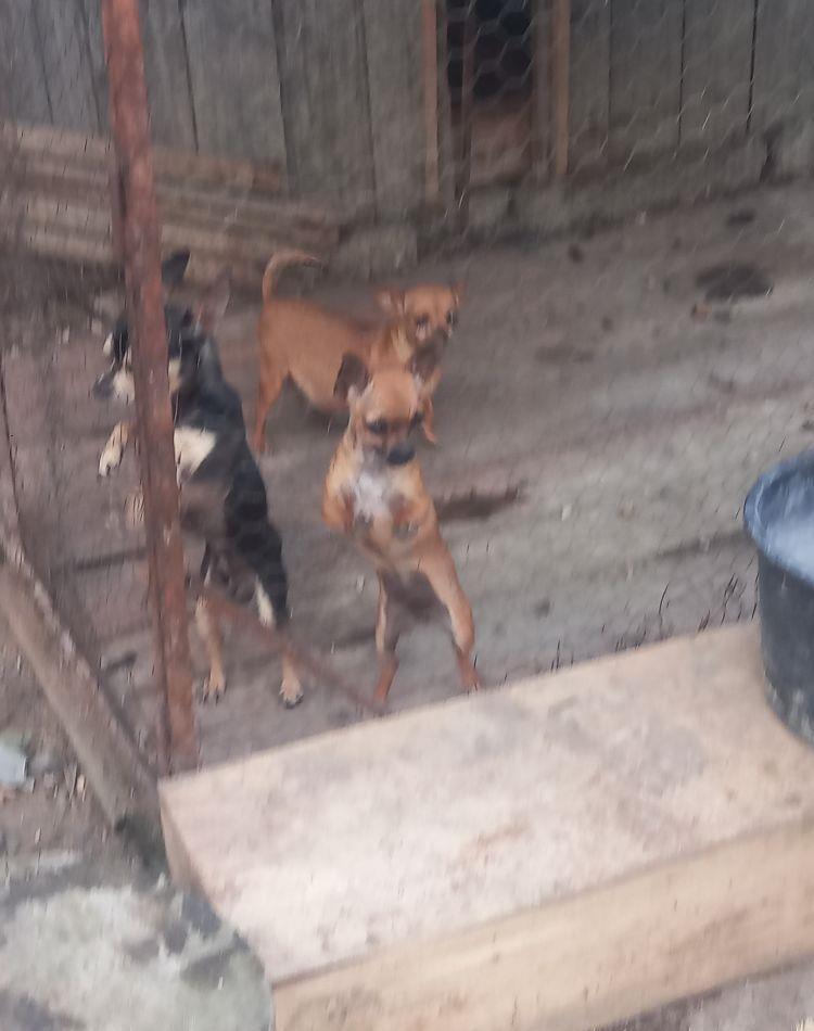 vând catelusa chihuahua