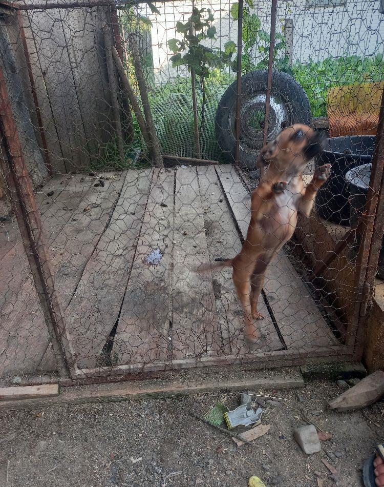 vând catelusa chihuahua