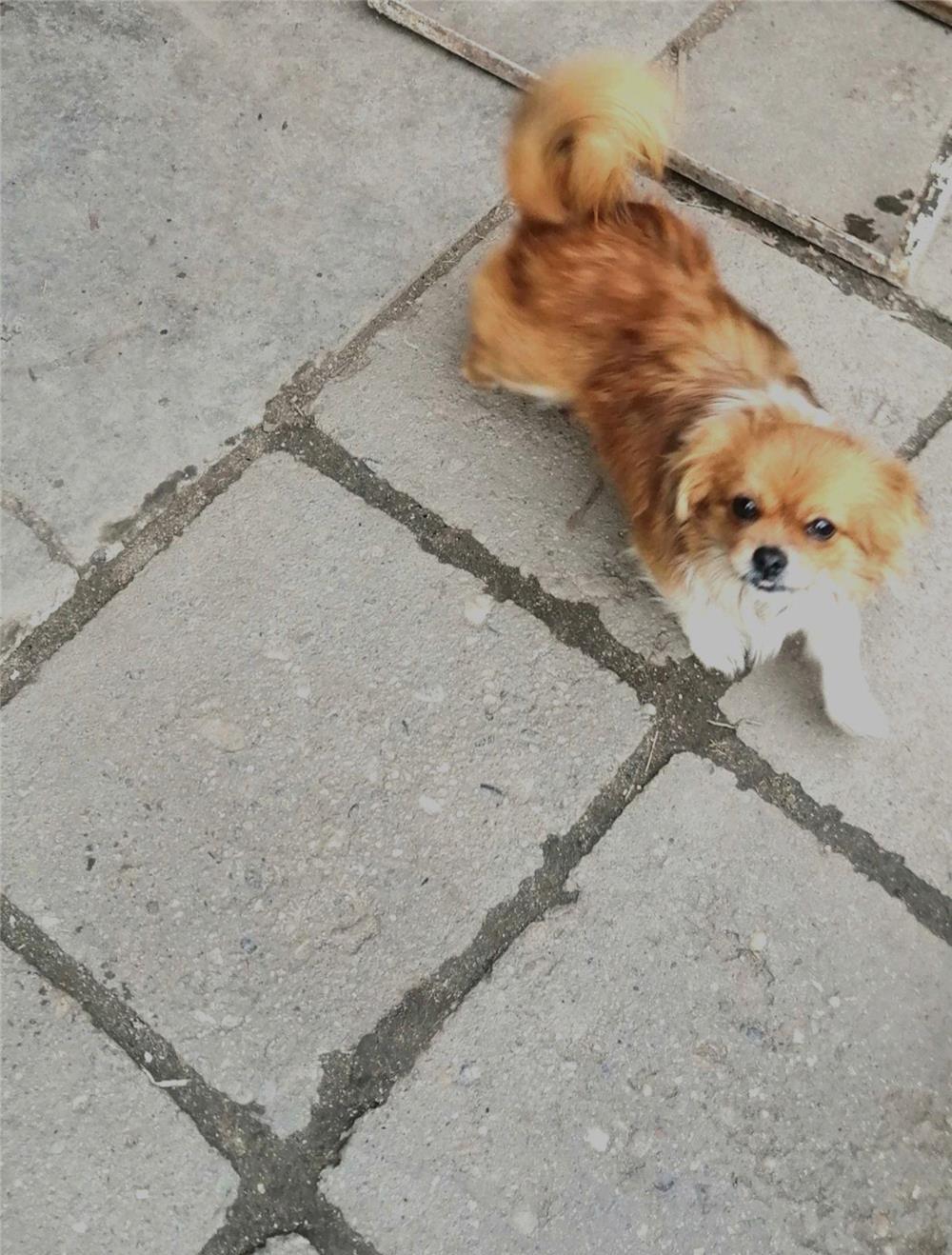 Vând cățelușă rasa pechinez