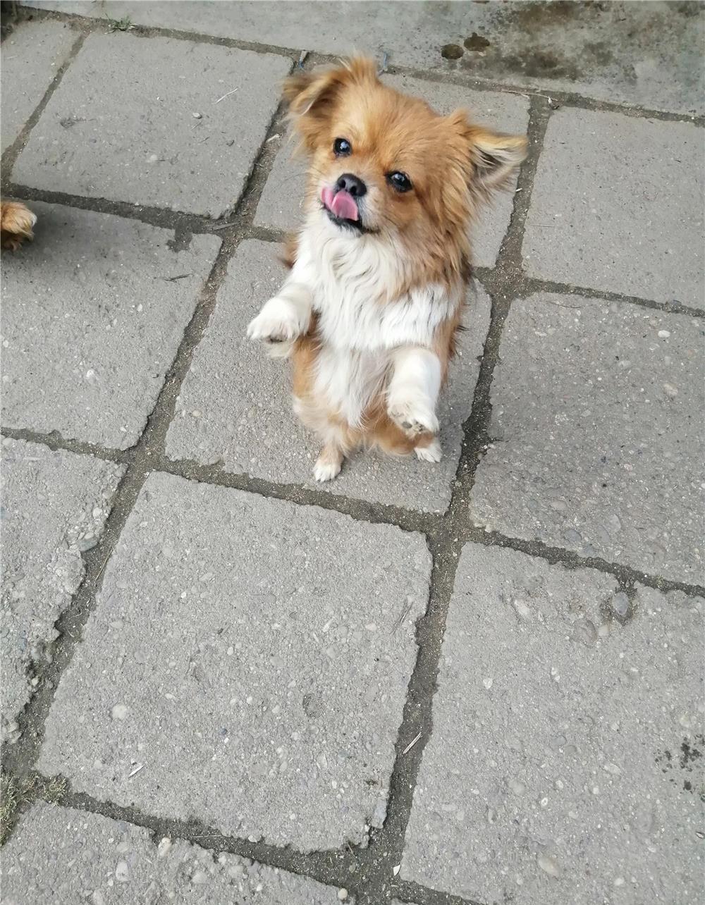 Vând cățelușă rasa pechinez