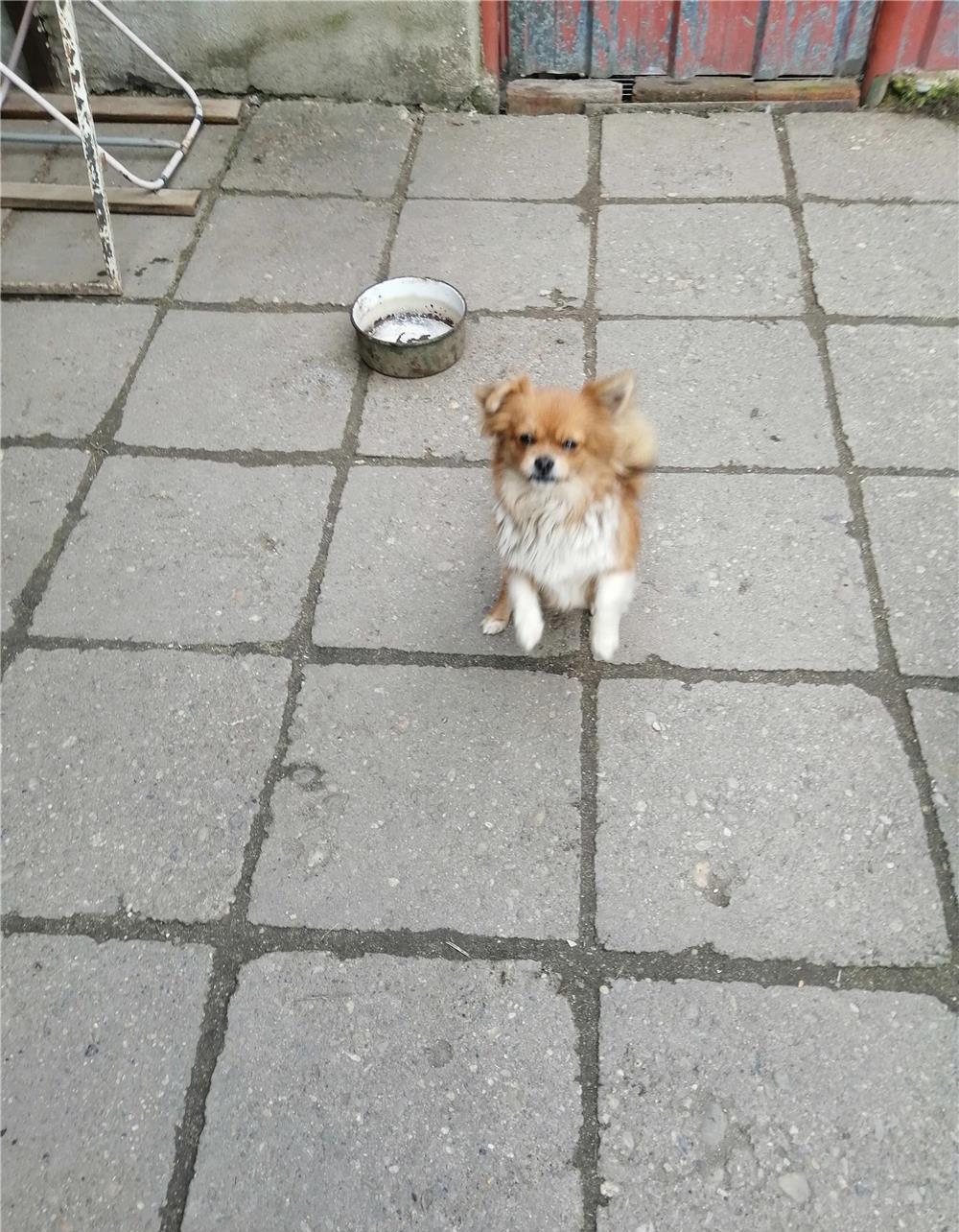 Vând cățelușă rasa pechinez