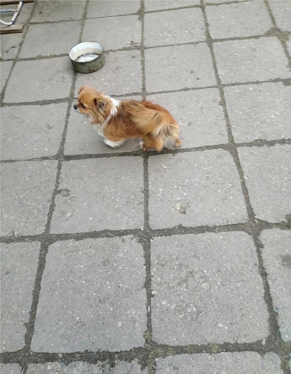 Vând cățelușă rasa pechinez