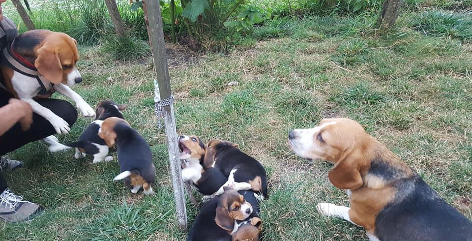 Vand catelusi rasa beagle!