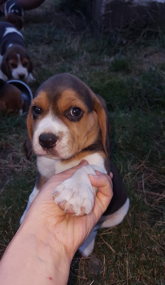 Vand catelusi rasa beagle!