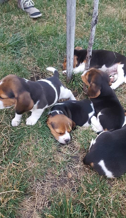 Vand catelusi rasa beagle!