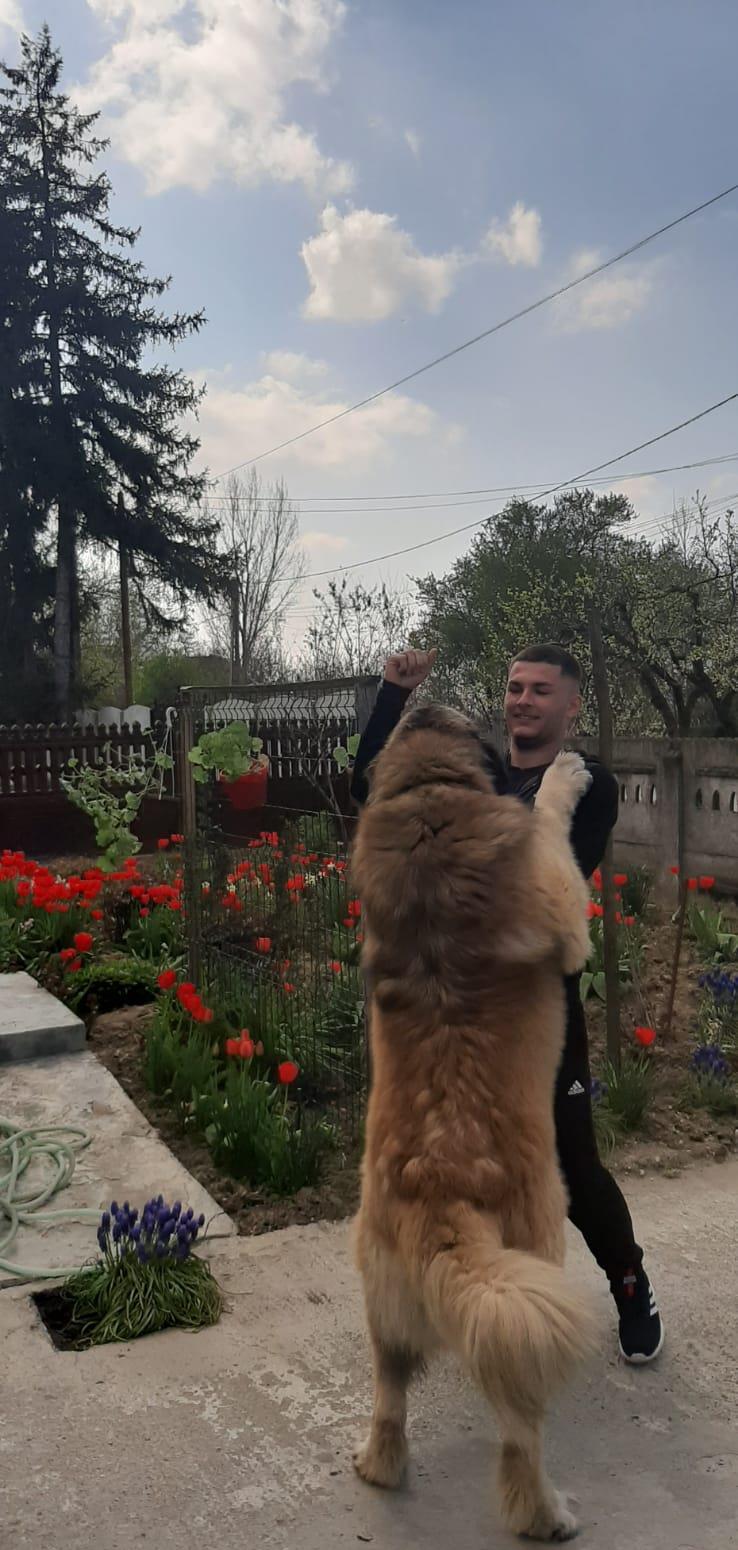 Vând caucazian ciobănesc