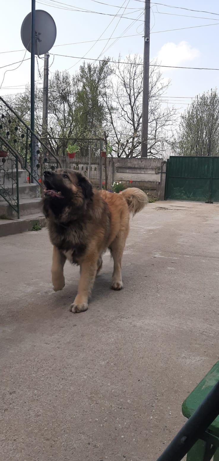 Vând caucazian ciobănesc