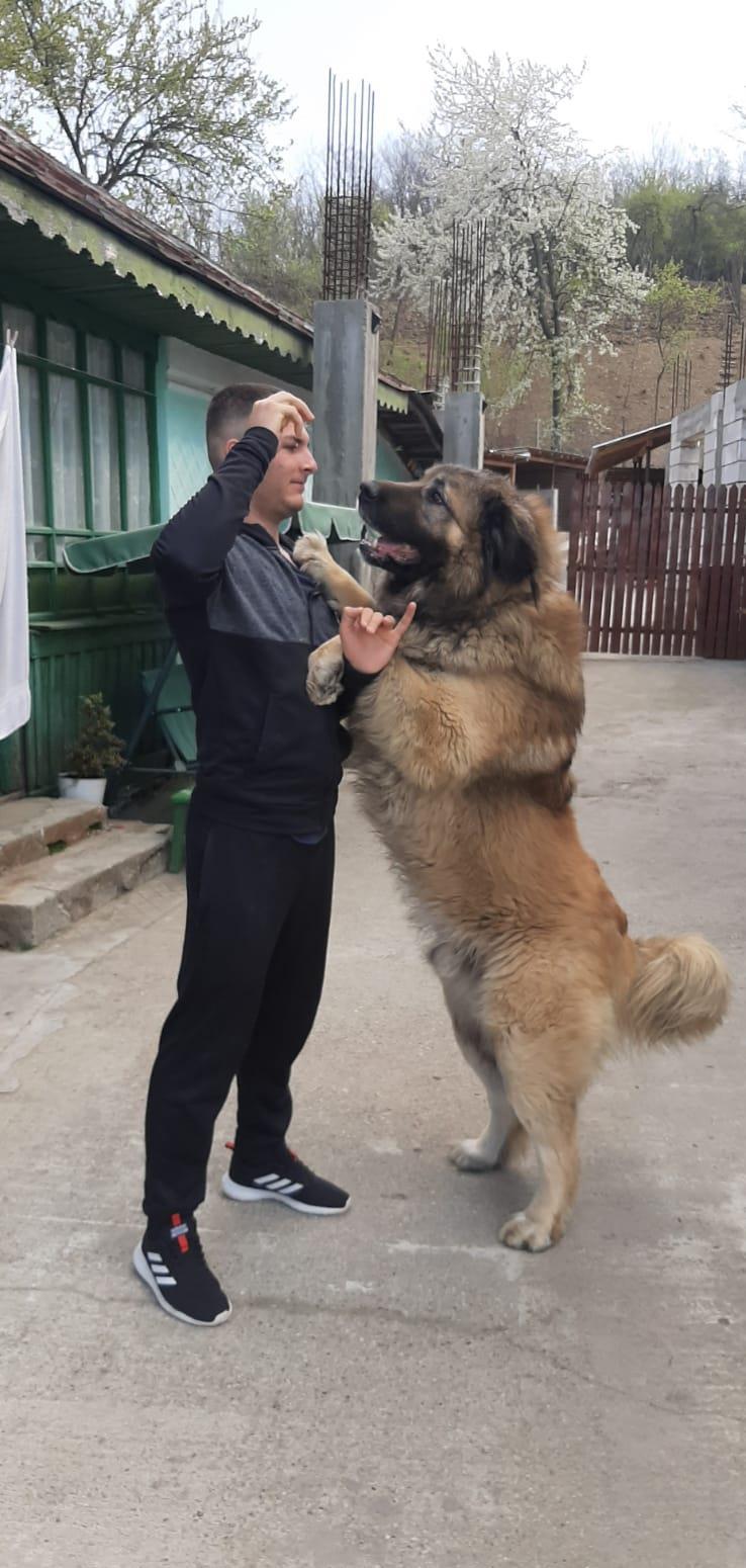 Vând caucazian ciobănesc