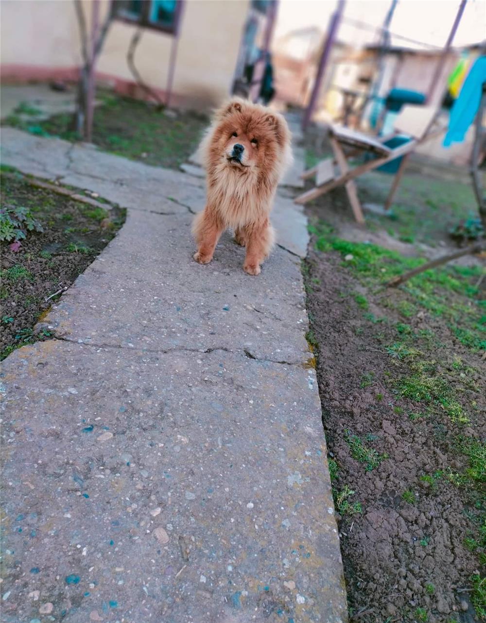 Vând Chow Chow mascul.