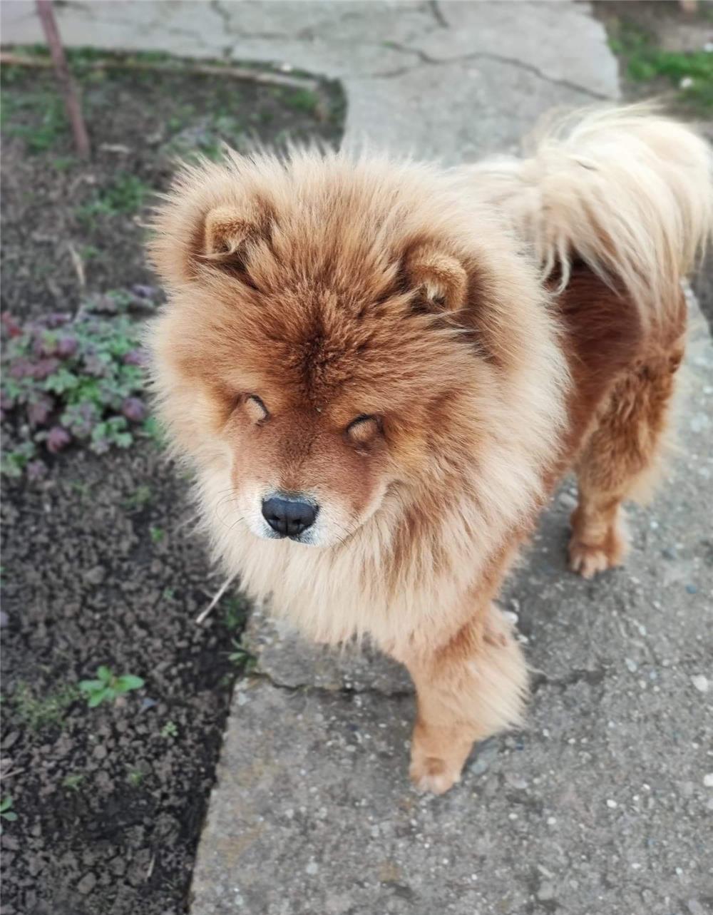 Vând Chow Chow mascul.