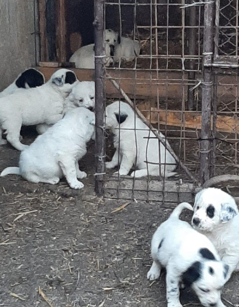 Vand Ciobanesc Asia Centrala