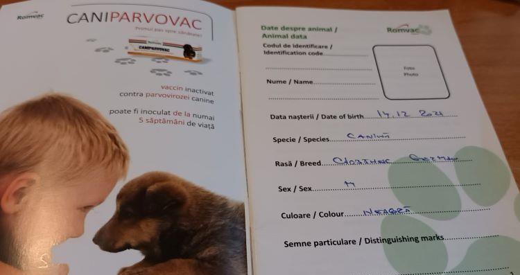 vând ciobanesc german , băiat, în vârstă de 6 luni, cu carnet de sănătate cu serie inregistrata