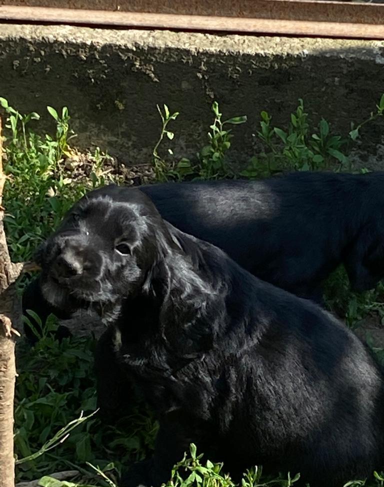 Vand Cocker Spaniel