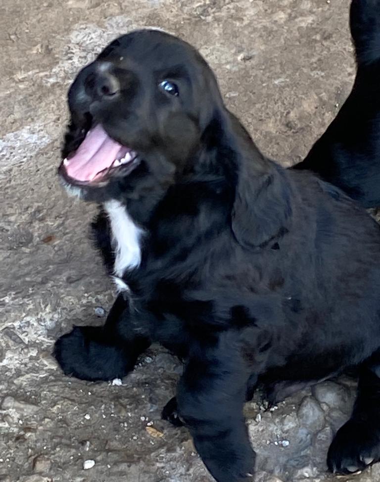 Vand Cocker Spaniel