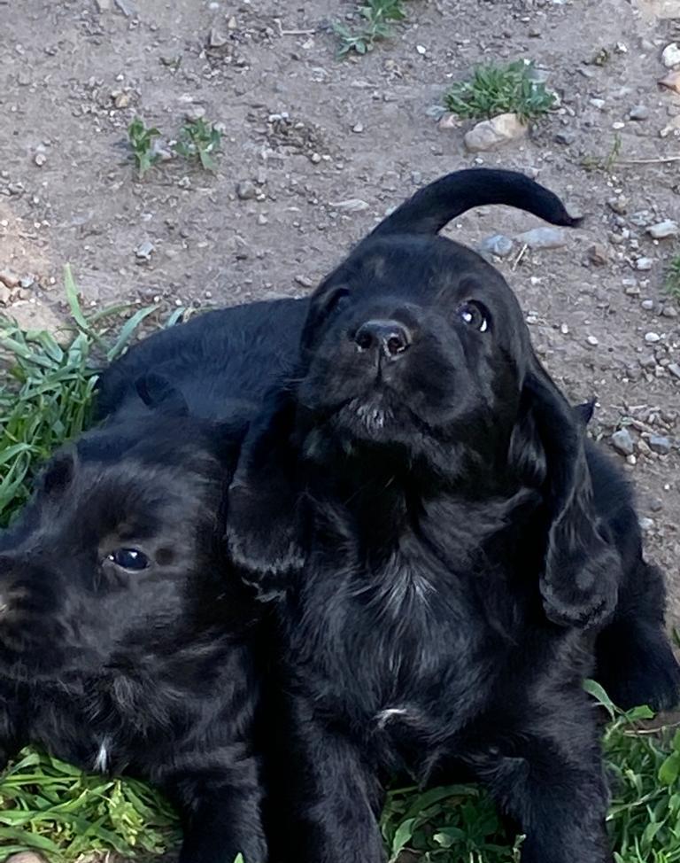 Vand Cocker Spaniel
