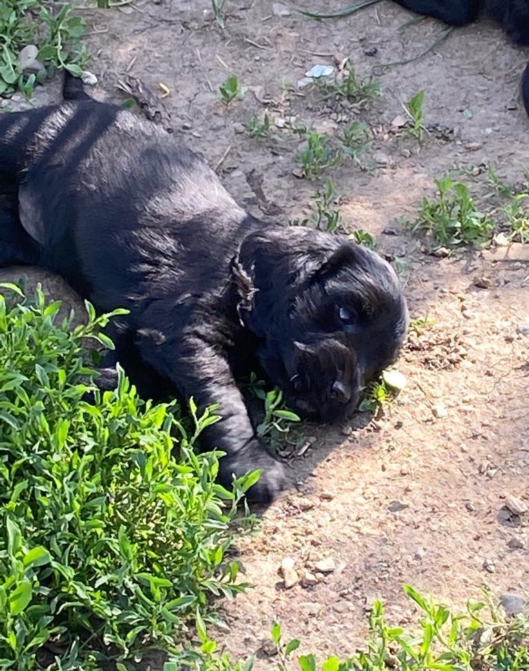 Vand Cocker Spaniel