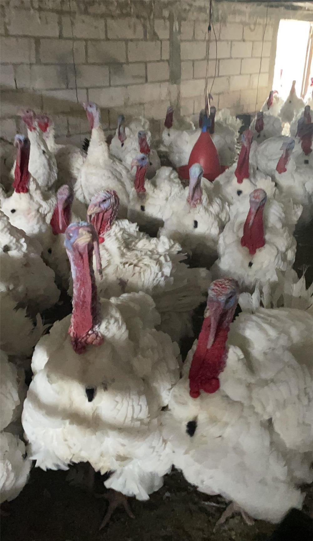 VÂND CURCANI CRESCUȚI NATURAL RASA BIG 6