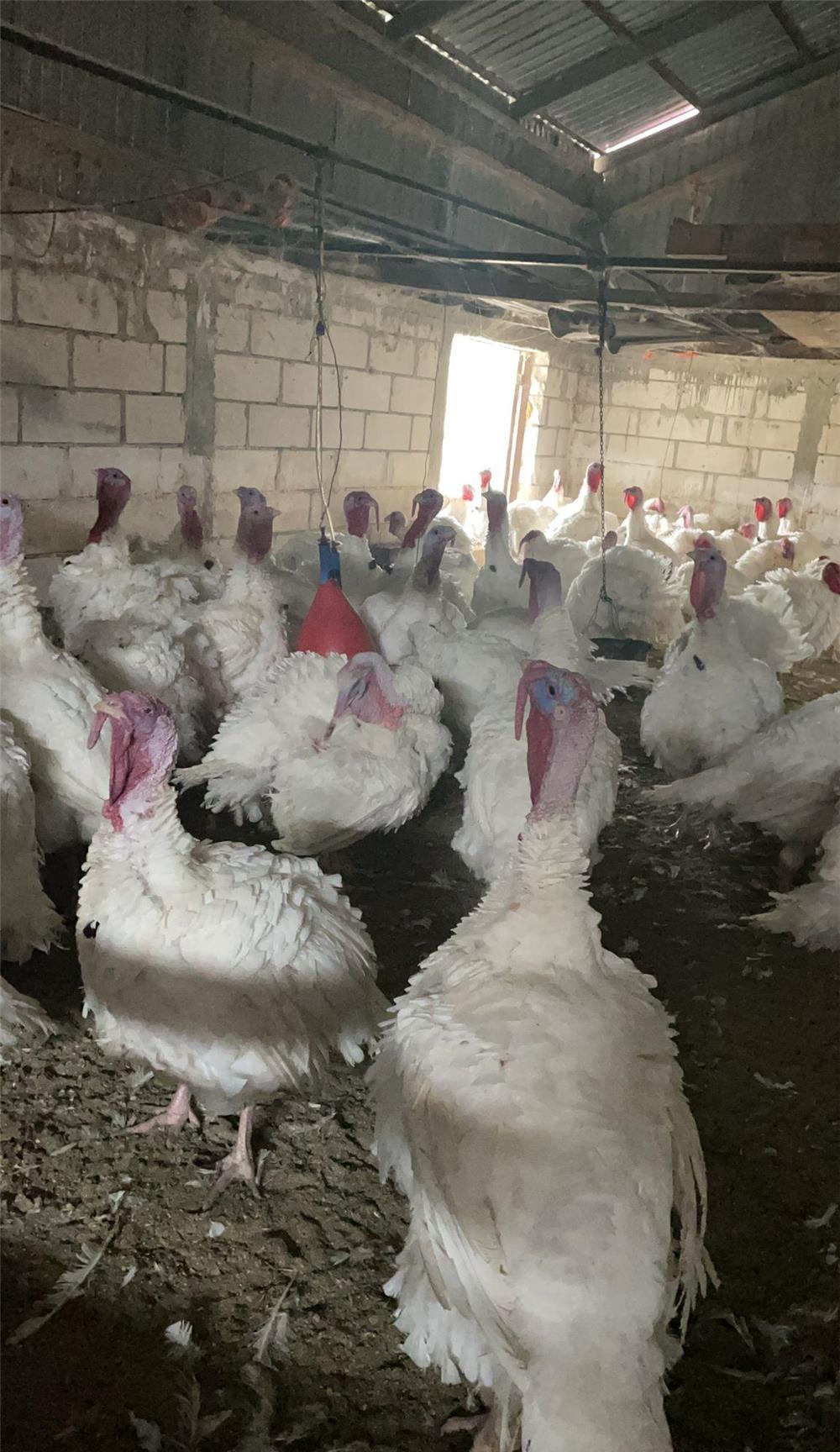 VÂND CURCANI CRESCUȚI NATURAL RASA BIG 6