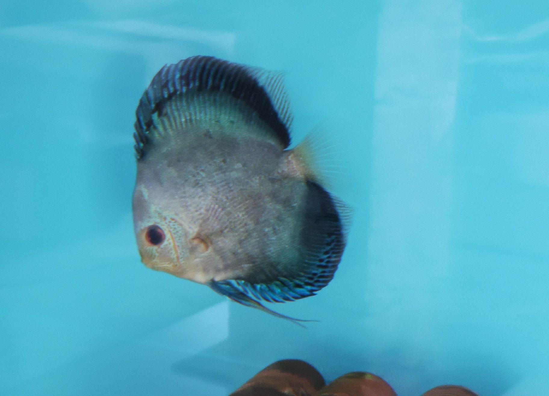 Vand discus 14-15cm