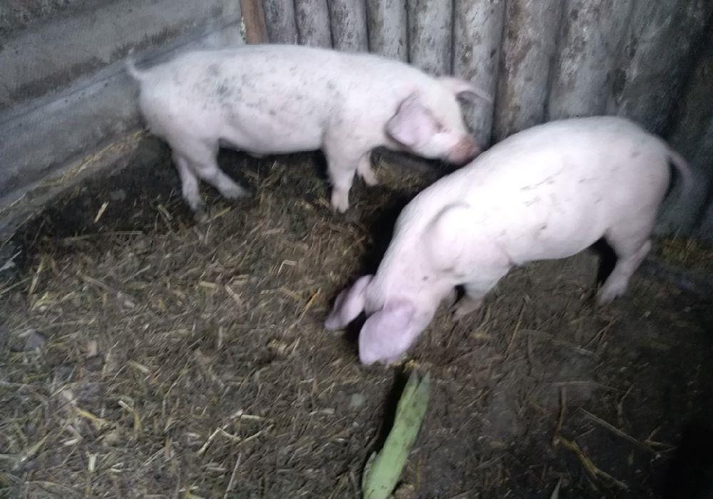Vând doi șoldani frumoșii