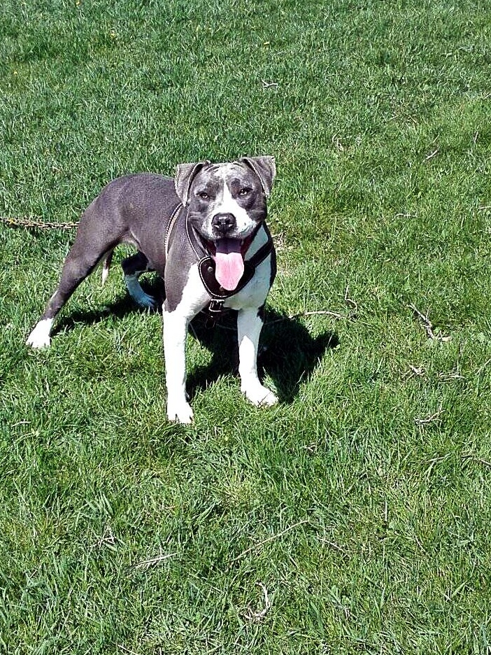 Vand femela blue amstaff