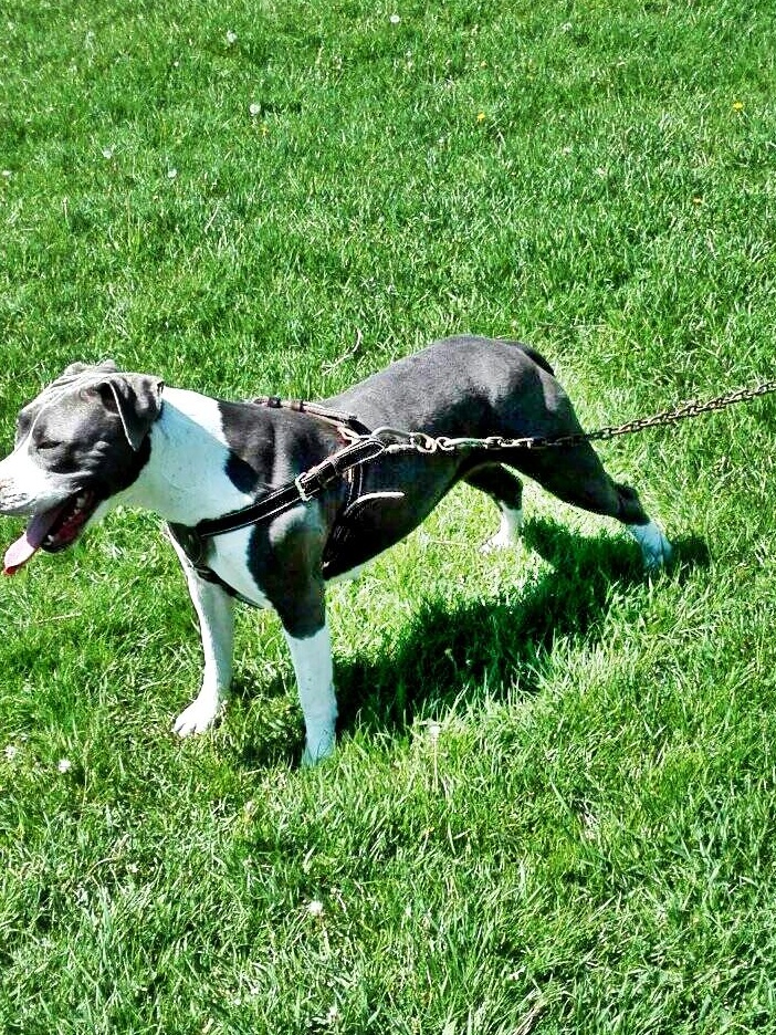 Vand femela blue amstaff