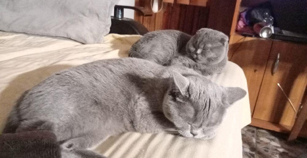 vand femela British shorthair blue