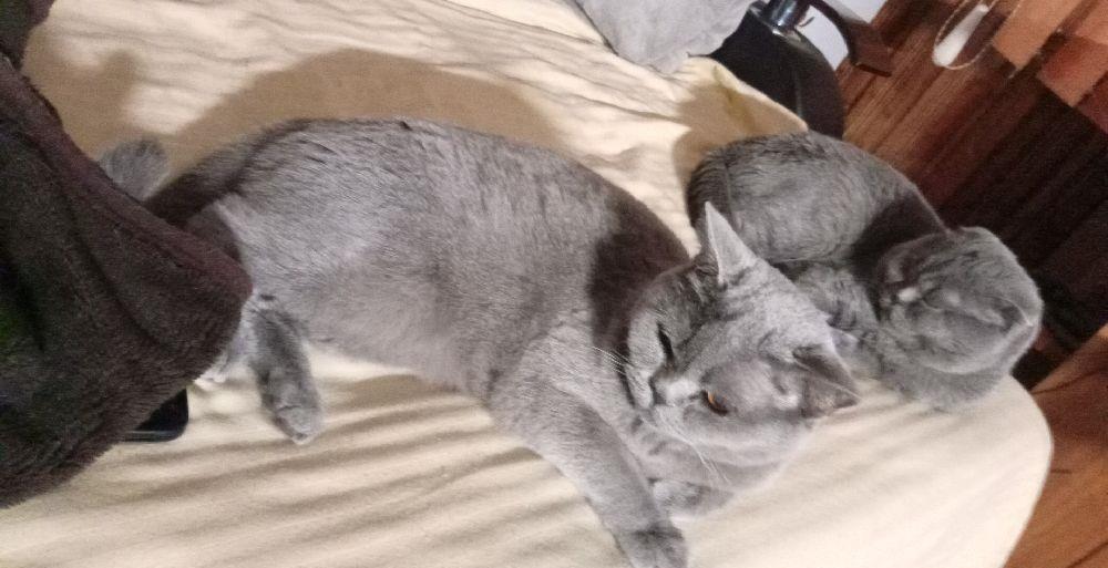 vand femela British shorthair blue