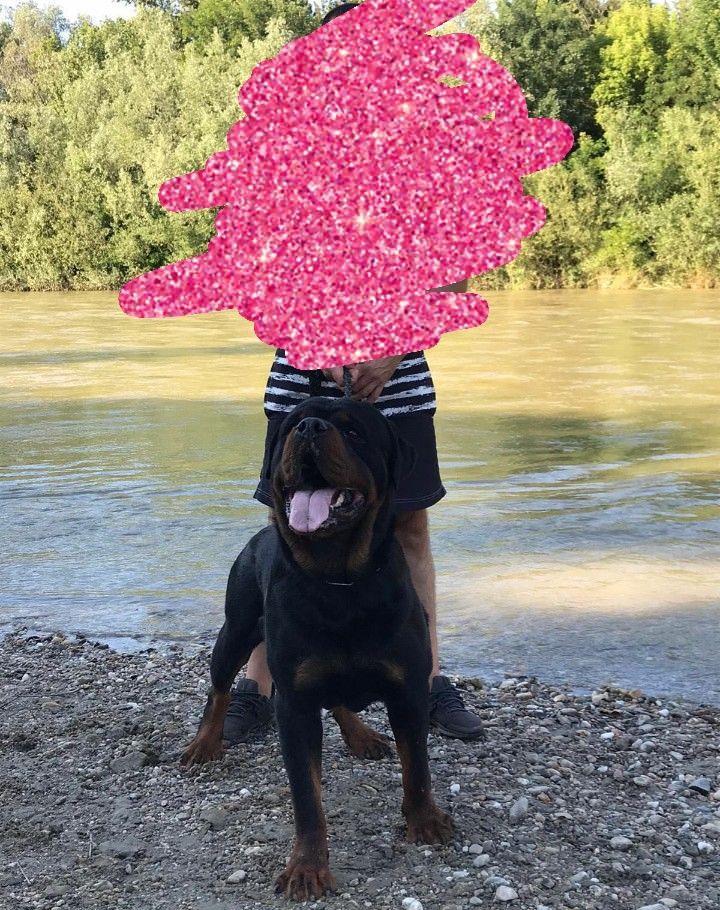 Vând femela rottweiler