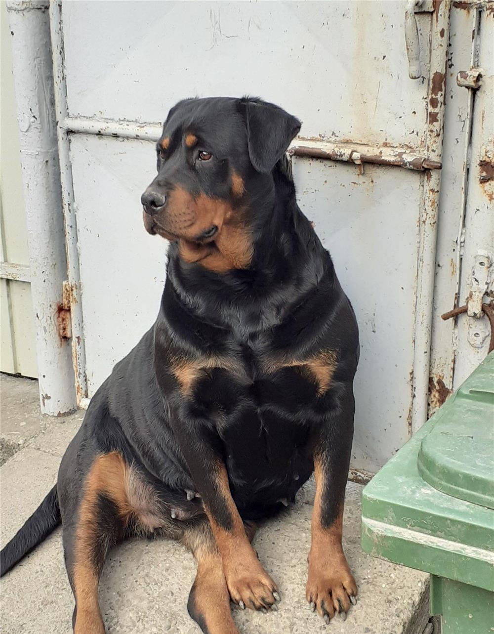 Vând femela rottweiler