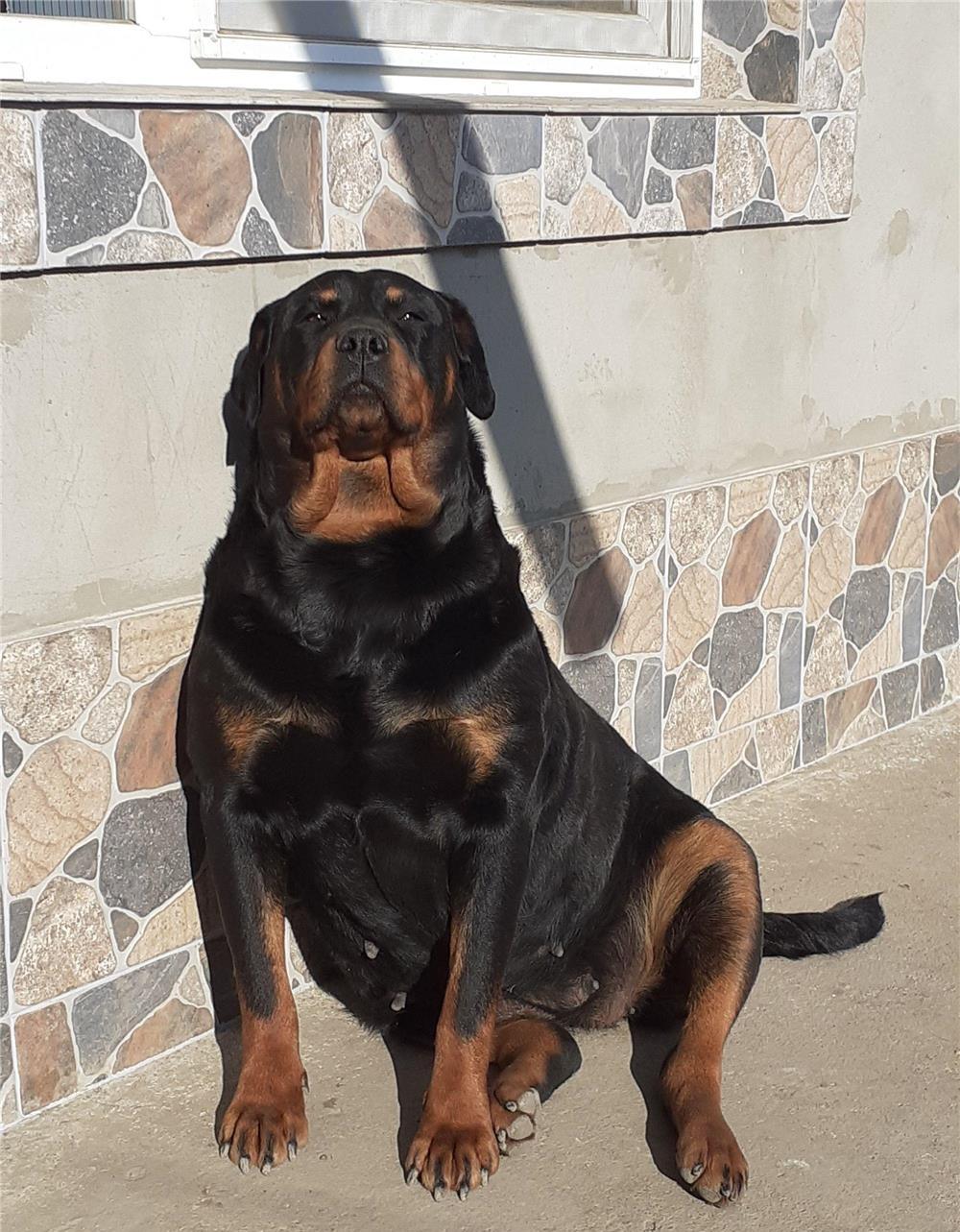 Vând femela rottweiler