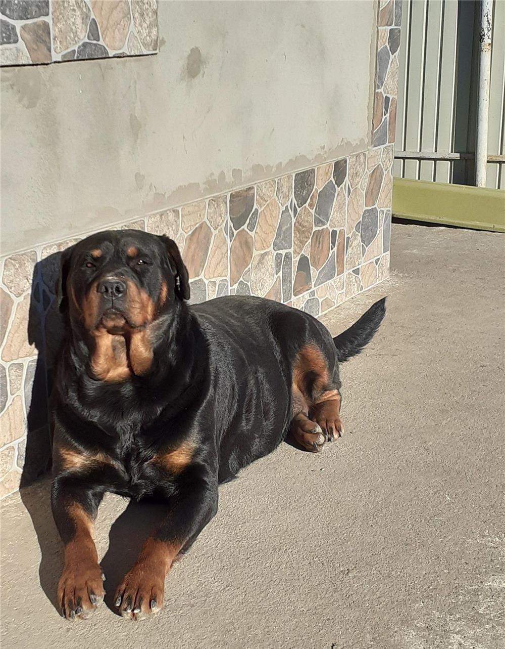 Vând femela rottweiler