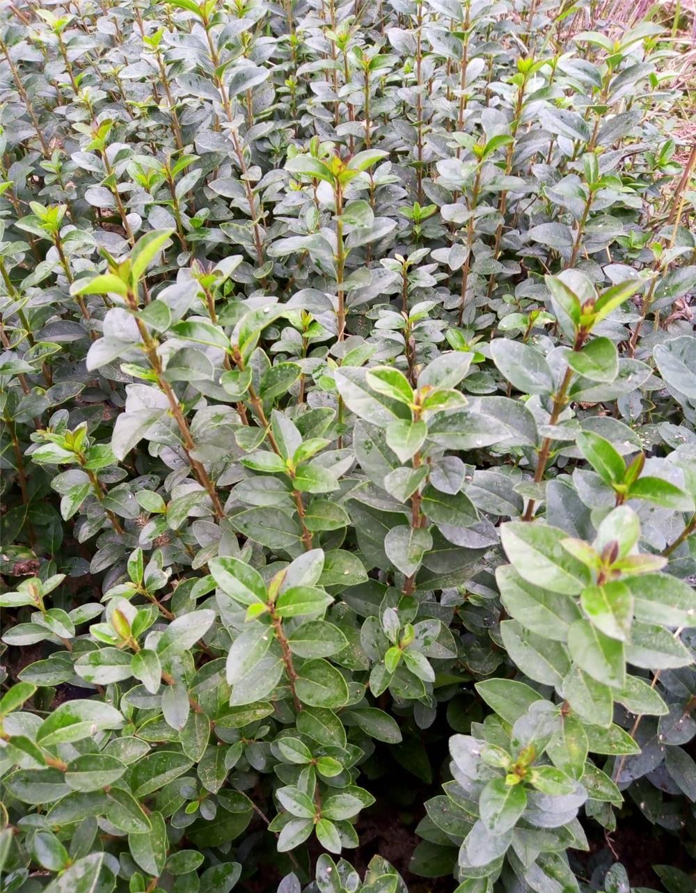 Vand gard viu ligustrum ovalifolium