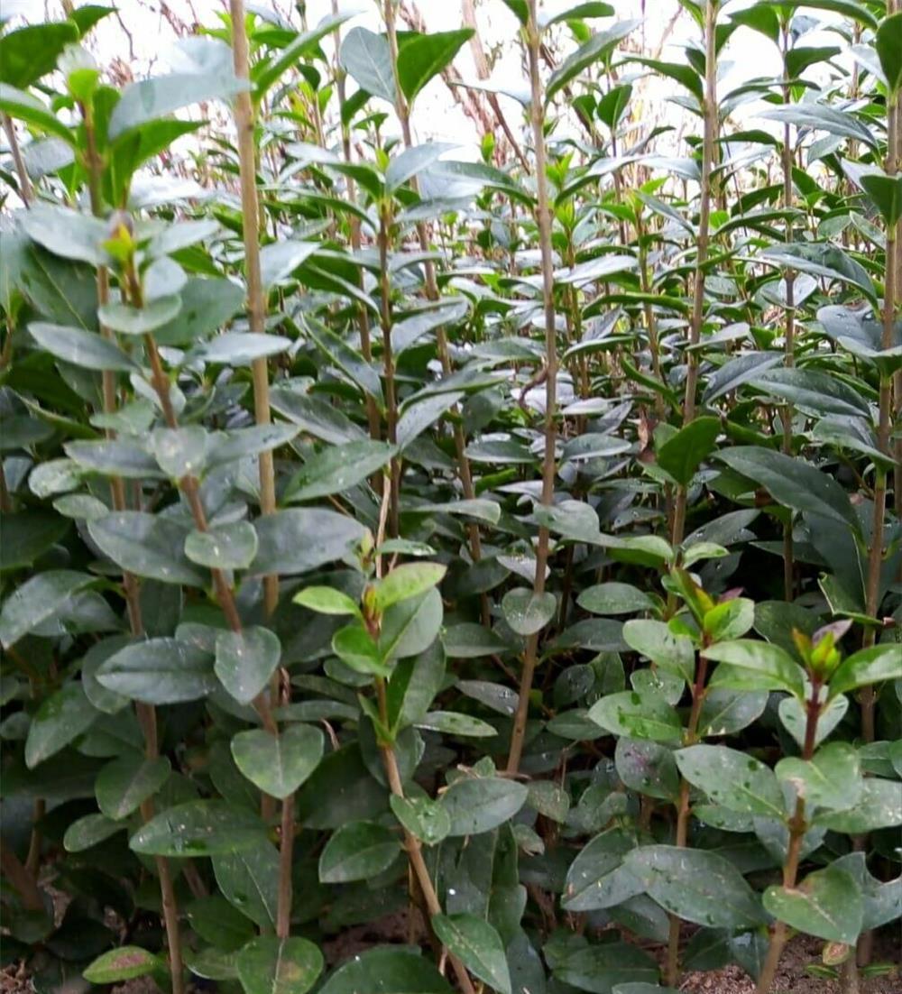 Vand gard viu ligustrum ovalifolium