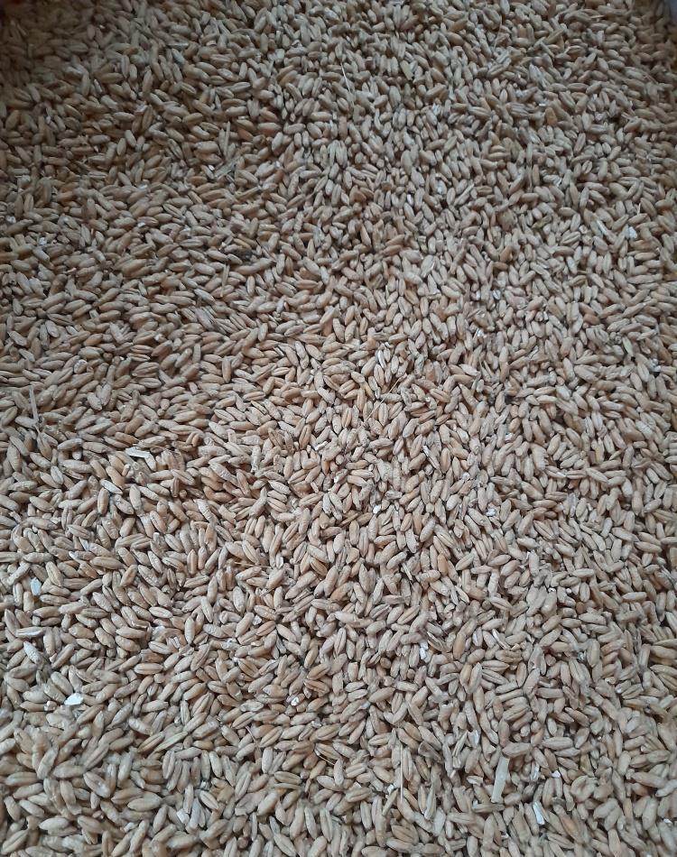 vand grau , grau furajer
