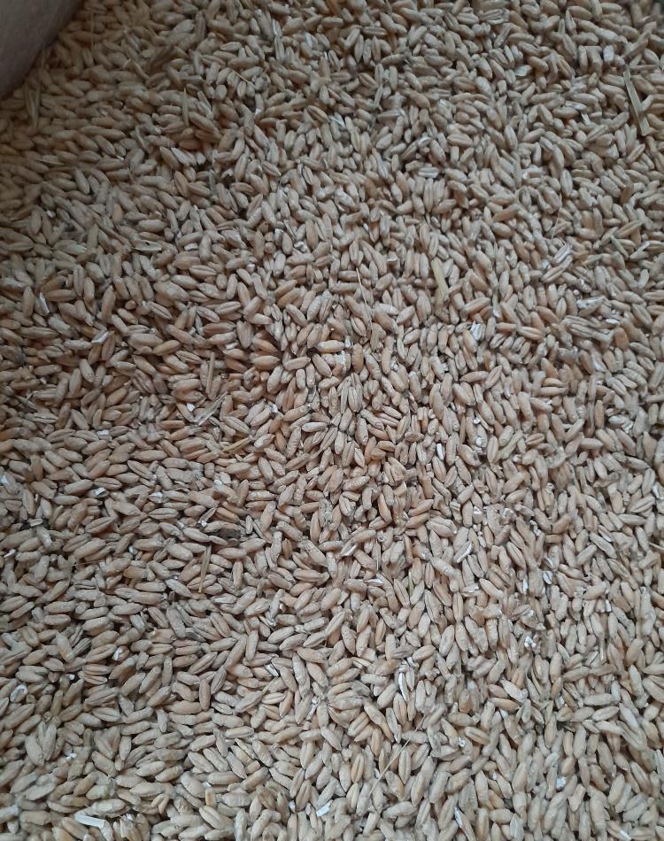 vand grau , grau furajer