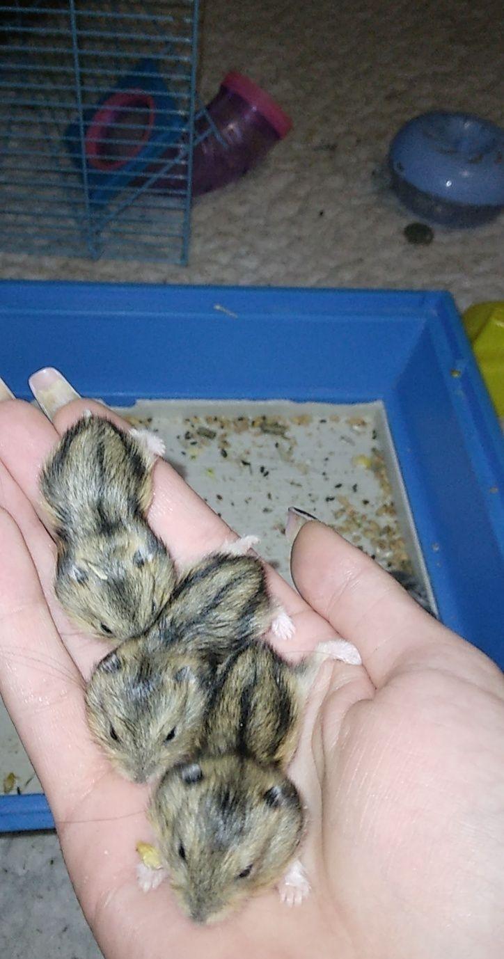 Vând Hamsteri Pitici